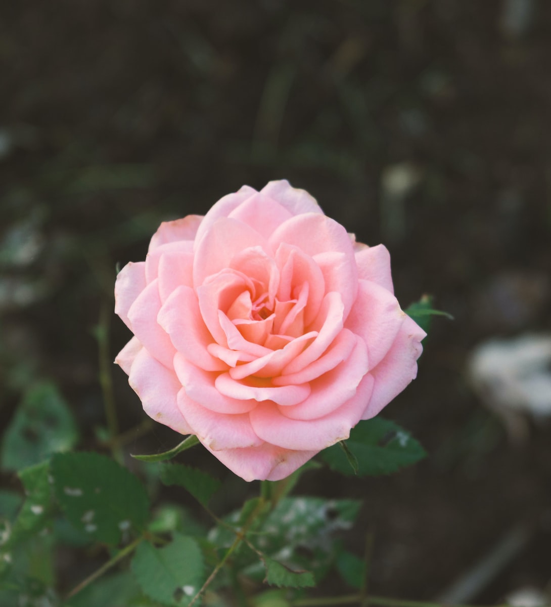 Flower symbolising new beginnings and emotional healing in Bracknell