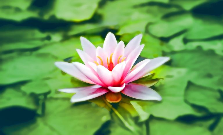 Water lily floating on still water - quiet presence inspired by meditation in Bracknell